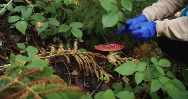 黄色いビーニーの女性と森の中の赤いキノコを調べる手袋 屋外探検と自然研究のコンセプト 教育資料 バナー ポスターのデザイン — ストック動画