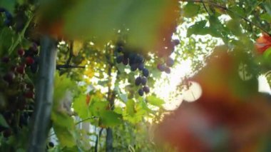 Gün batımında asmada olgunlaşmış üzüm kümeleri. Kopya alanlı üzüm bağı ve şarap yapma konsepti. Şarap listesi, poster, afiş için tasarım.