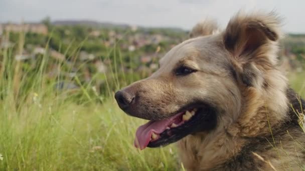 鮮やかな背景を持つフィールドで幸せな犬のクローズアップ ペットの幸せとアウトドア活動のコンセプト ペットケアポスター バナーのデザイン — ストック動画
