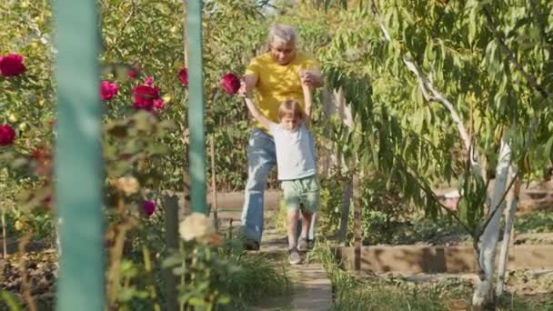 Dědeček Vnuk Kráčejí Ruku Ruce Mezi Kvetoucími Růžemi Zahradě Mezigenerační — Stock video