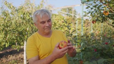 Sarı gömlekli bir adam meyve bahçesinde bir elmayı inceliyor. Sürdürülebilir tarım ve sağlıklı yeme konsepti. Tarım afişi ve afişi için tasarım.