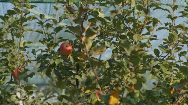 Dojrzałe Jabłka Wiszące Drzewie Sadzie Zrównoważone Rolnictwo Jesienne Zbiory Projekt — Wideo stockowe