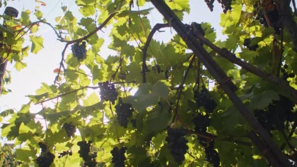 Solljus Genom Vinrankor Vingården Vinproduktion Och Jordbrukskoncept Design För Vinetikett — Stockvideo