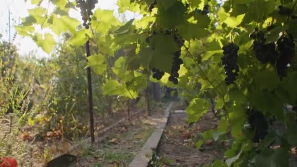 Uvas Abundantes Numa Vinha Ensolarada Conceito Viticultura Abundância Design Para — Vídeo de Stock