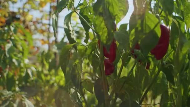 落日斑斑的红钟椒在树叶中 有机农产品和可持续耕作概念 食物教育海报 环保耕作横幅设计 — 图库视频影像