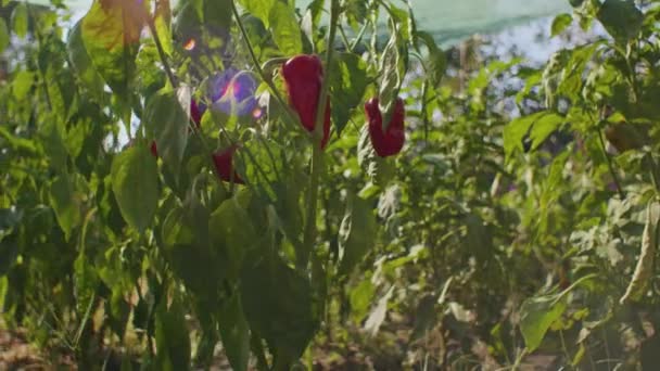 Czerwona Papryka Wisząca Roślinach Rozbłyskiem Słonecznym Świeże Produkty Koncepcja Rolnictwa — Wideo stockowe
