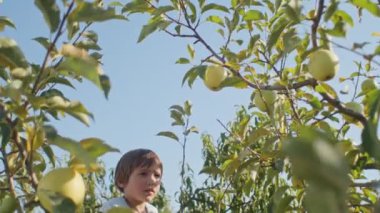 Çocuk meyve bahçesinden elma topluyor. Lens parlamalı ve seçici odaklı doğal ışık fotoğrafçılığı. Çocukluk ve hasat kavramı. Eğitim materyali, aile günlüğü ve açık hava etkinliği için tasarım
