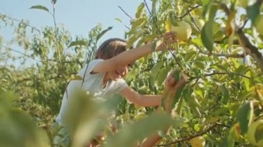 Genç çocuk, yetişkinlerin yardımıyla meyve bahçesinde elmaya uzanıyor. Doğal ışıklandırmalı açık hava aile aktiviteleri. Çocukluk keşfi ve doğa eğitimi kavramı. Sancak ve çevre için tasarım