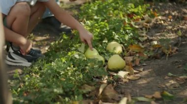 Meyve bahçesinde yerden elma toplayan biri. Seçici bir odaklanma ile yakın çekim. Hasat ve tarım kavramı. Eğitici materyal için tasarım, poster