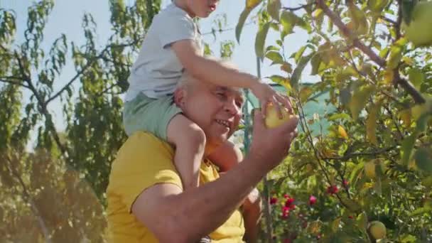 Nonno Che Porta Nipote Sulle Spalle Raccogliere Mele Frutteto Momenti — Video Stock