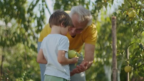 Grandfather Grandchild Embracing Apple Orchard Soft Focus Portrait Bokeh Natural — Videoclip de stoc