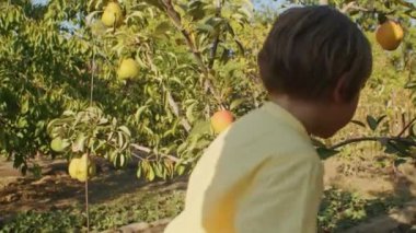 Genç bir çocuk meyve bahçesinde bir armut arıyor. Çocukluk merakı ve sağlıklı beslenme kavramı. Çocuk eğitim kitabı, açık hava aktiviteleri tanıtımı için tasarım.