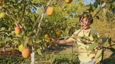 Güneşli bir bahçede limon toplayan bir çocuk. Sağlıklı yaşam tarzı ve aile çiftçiliği kavramı. Eğitim materyali, afiş, poster tasarımı.