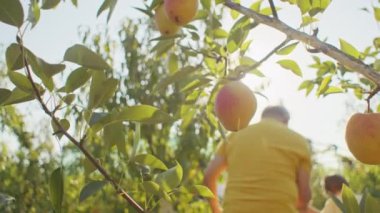 Ağaçta sallanan olgun armutlar ve arka planda bulanık bir figür. Sürdürülebilir tarım ve yerel üretim kavramı. Yiyecek endüstrisi içeriği, çevre dostu tarım, bahçeden masaya tasarım