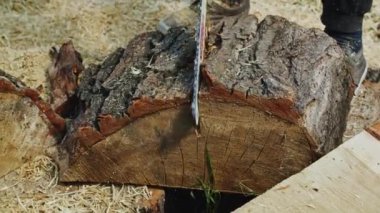 Zeminde talaş olan büyük bir ağaç gövdesini kesen elektrikli testere. Ağaç kesme ve ahşap işçiliği konsepti. Poster, afiş ve başlık tasarımı. Açık hava sahnesi.