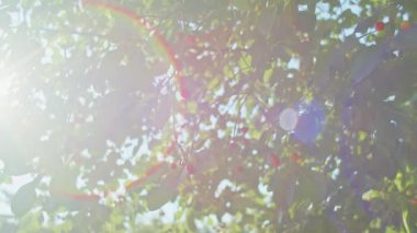 Olgun ve olgunlaşmamış kiraz ve yeşil yapraklı kiraz ağacı dalları. Güneş ışığı yaprakların arasından süzülüyor. Doğa ve hasat kavramı. Poster, afiş ve tebrik kartı için tasarım. Yakın çekim görünümü.