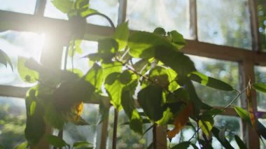 Pencerenin yanındaki yeşil yaprakların arasından parlayan güneş ışığı. Parlak doğal ışık ve kapalı alan bitkisi. Doğa ve sükunet kavramı. Poster, afiş ve tebrik kartı için tasarım. Yakın çekim görünümü.