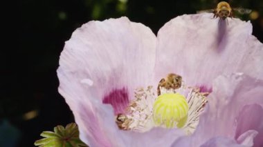 Bal arıları pembe bir gelincik çiçeğini döllüyor. Makro atış. Doğa ve vahşi yaşam kavramı.