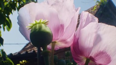 Bahçedeki mavi gökyüzüne karşı yeşil tohumlu iki pembe gelincik çiçeği. Yakın plan çekim. Doğa ve botanik kavramı.