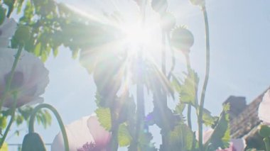 Açık mavi gökyüzüne karşı yeşil yapraklı gelincik çiçekleri ve tomurcuklar. Doğa ve çiçek tasarımı için düşük açılı çekim.