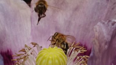 Pembe bir gelincik çiçeğinin merkezinden nektar toplayan bal arılarının yakın çekimi. Makro atış. Doğa ve vahşi yaşam kavramı.