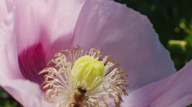 Bal arısı pembe bir gelincik çiçeğinin merkezinden nektar topluyor. Yakın plan çekim. Doğa ve vahşi yaşam kavramı.