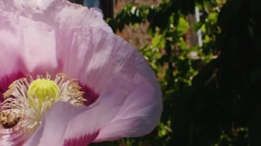 Bahçedeki pembe gelincik çiçeğinden polen toplayan bal arısı. Yakın plan çekim. Doğa ve vahşi yaşam kavramı.