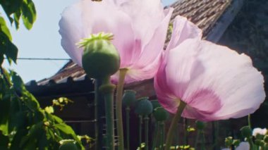 Bahçedeki pembe bir gelincik çiçeğinden polen toplayan bal arısı. Yakın plan çekim. Doğa ve vahşi yaşam kavramı.