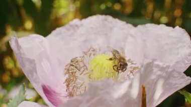 Pembe bir gelincik çiçeğinin üzerindeki bal arısı polen topluyor. Doğa ve tozlaşma konsepti için makro çekim.