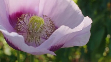 Pembe gelincik çiçeğinin yaklaşması. Kuklaları ve sarı karidesleri gösteriyor. Doğa ve çiçek tasarımı için makro çekim.