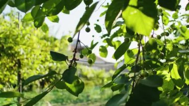 Ağaç dallarında yeşil kiraz yaprakları ve güneş ışığı. Arka planda ev olan bahçe sahnesi. Tasarım ve baskı için doğa konsepti.