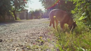 Kırsal bir bahçede, ağaçlar ve güneş ışığı olan çakıl yolunun yakınında ot yiyen bir köpek. Doğal ışık altında evcil hayvan fotoğrafçılığı.