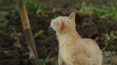 Baba ve oğul büyüyen buğday tarlalarında duruyorlar. Başarılı bir şekilde ektikleri ve gün batımının keyfini çıkardıkları için mutlular..