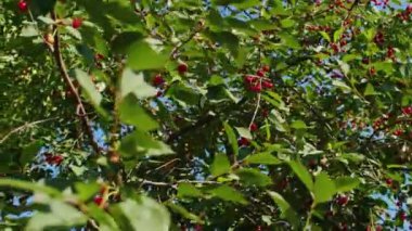 Olgun kırmızı kirazlar ve açık mavi gökyüzüne karşı yeşil yapraklarla dolu kiraz ağacı dallarının alçak açılı görüntüsü. Yaz meyvesi ve hasat konsepti.