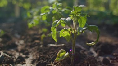 Bahçedeki toprakta büyüyen genç yeşil bitkilerin yakın çekimi. Bahçe işleri ve büyüme kavramı.