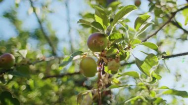 Bahçede yeşil elma ve günışığı yapraklı elma dallarına yakın çekim. Yaz bahçesi ve meyve yetiştirme konsepti.