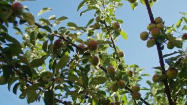 Açık mavi gökyüzüne karşı yeşil ve olgun elmalarla elma dallarının alçak açılı görüntüsü. Meyve bahçesi ve yaz hasat konsepti.