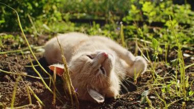 Bahçede yerde yatan turuncu kedi. Yeşillik ve güneş ışığı olan bir açık hava sahnesi. Tasarım ve yazdırma için kenar görünüm.