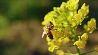 Arı sarı çiçeklerden polen topluyor. Arka planda bulanıklık olan yakın çekim doğa sahnesi. Tasarım ve baskı için makro çekim.