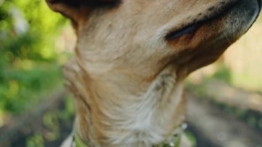 Köpek suratının gözleri ve kulaklarına odaklanmış görüntüsü. Bulanık yeşil arka planlı açık hava portresi. Tasarım ve baskı için makro çekim.