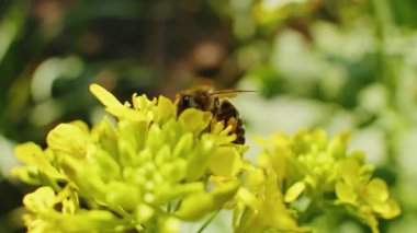 Sarı çiçekli arı nektar topluyor. Arka planda bulanıklık olan yakın çekim doğa sahnesi. Tasarım ve baskı için makro çekim.