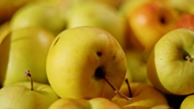 Marketteki bir yığın sarı elmanın yakın çekimi. Detaylı taze meyve ve doğal lekeler..