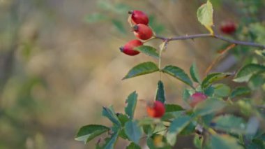 Yeşil yapraklı bir dalda kırmızı gül üzümü yakın plan. Bulanık doğal arka plan. Makro çekim.