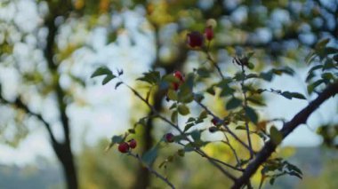 Açık havada kırmızı gül üzümü ve yeşil yapraklı bir dal. Bokeh efektli bulanık arkaplan.