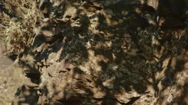 Yosun, yosun ve doğal gölgelerle kayalık yüzeye yakın çekim. Gölgeli bir ortamda desenli jeolojik oluşum.