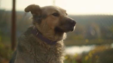 Açık havada güneş ışığında tasma takan bir köpeğin yakın plan portresi. Bulanık bir geçmişi olan doğal fotoğrafçılık. Evcil hayvan arkadaşlığı ve açık hava yaşam tarzı kavramı.