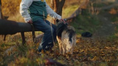 Güneşli bir sonbahar gününde ağaçlar ve düşen yapraklarla çevrili bir adam dışarıda bir köpeği okşuyor. Açık hava fotoğrafçılığı. Bağ ve arkadaşlık kavramı.