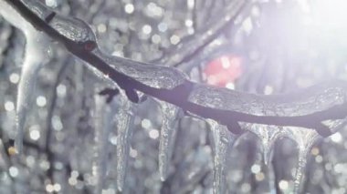 Donmuş bir ağaç dalından sarkan buz saçakları güneş ışığı yansımaları ve arka planda bokeh etkisi. Parlak bir kış gökyüzüne karşı buz kaplı dallardan makro bir çekim. Kış mevsimi ve soğuk hava