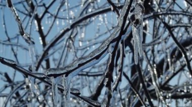 Buz saçaklarıyla kaplı donmuş ağaç dalları parlak bir kış gökyüzüne karşı. Işıltılı bokeh efektli ve yansımalı buz kaplı dalların makro çekimi. Kış mevsimi ve soğuk hava konsepti.