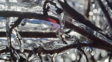 Eriyen buz sarkıtları ve güneş ışığı yansımalarıyla kaplı ağaç dallarına yakın çekim. Donmuş kış doğa sahnesi ve bokeh arka planı. Tasarım ve baskı için makro çekim.